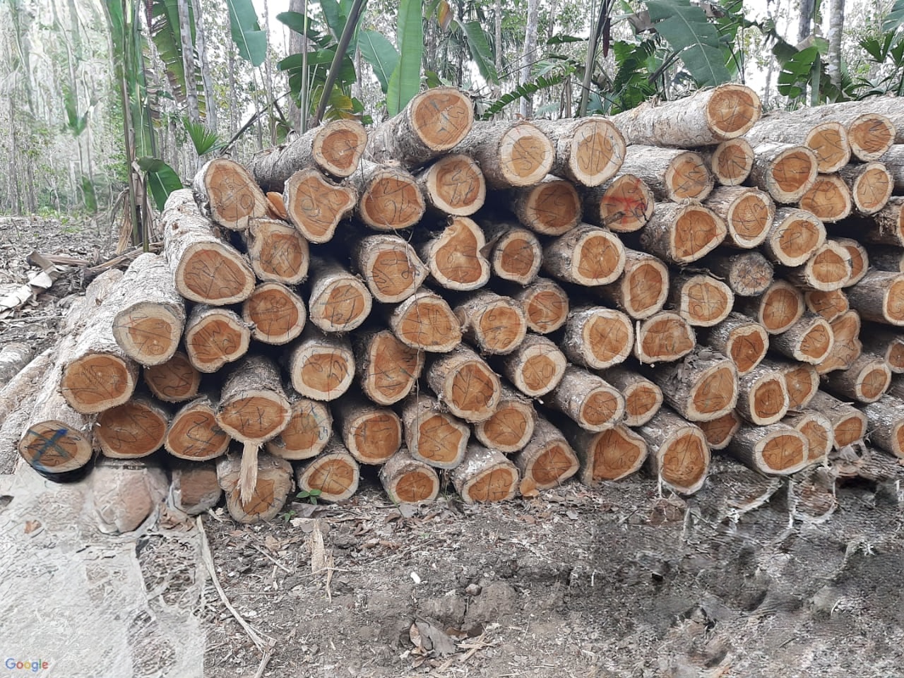 Panama Teak 5